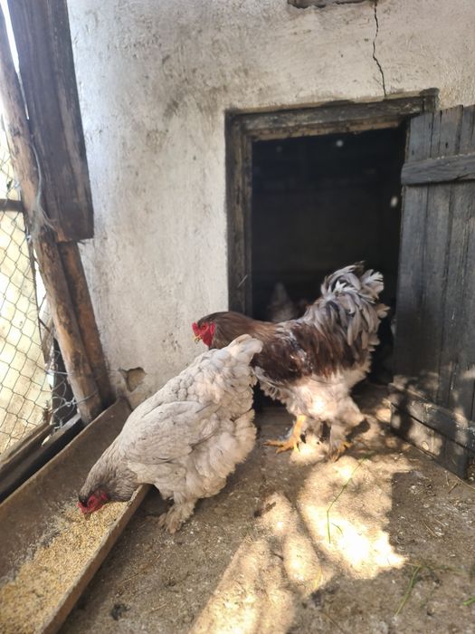 Ouă Brahma  diverse culori