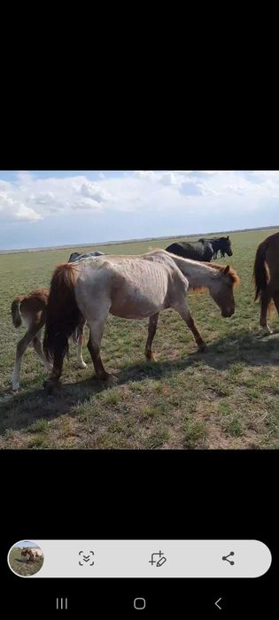 Биелер сатылады.
