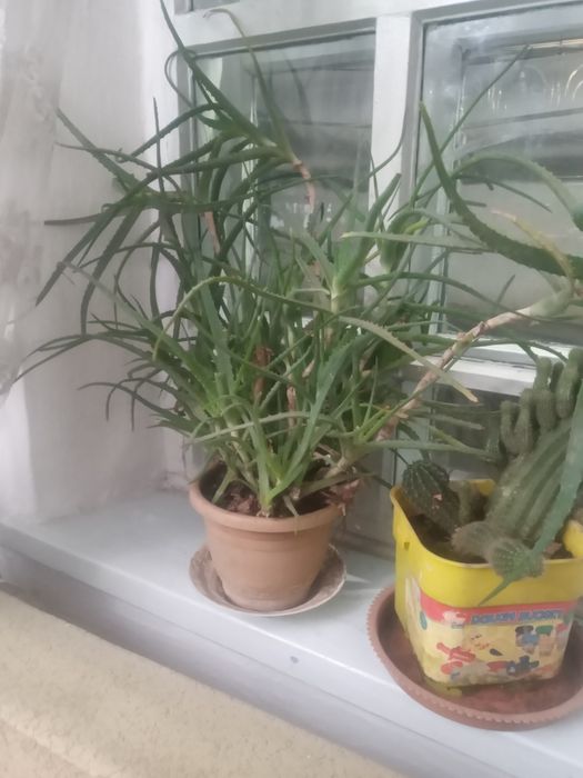 Продам комнатные цветы