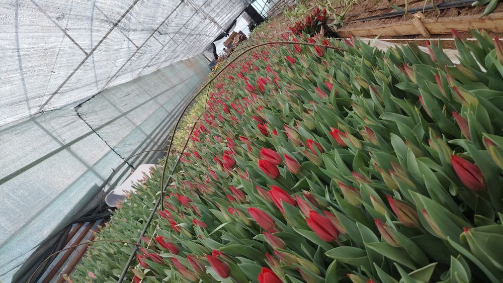 Тюльпаны голландские