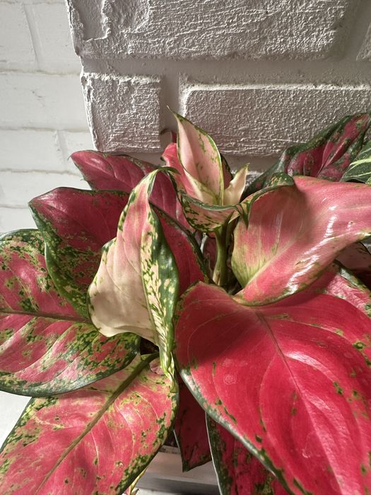 Растения для дома и офиса