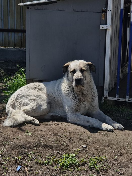 Отдам в хорошие руки