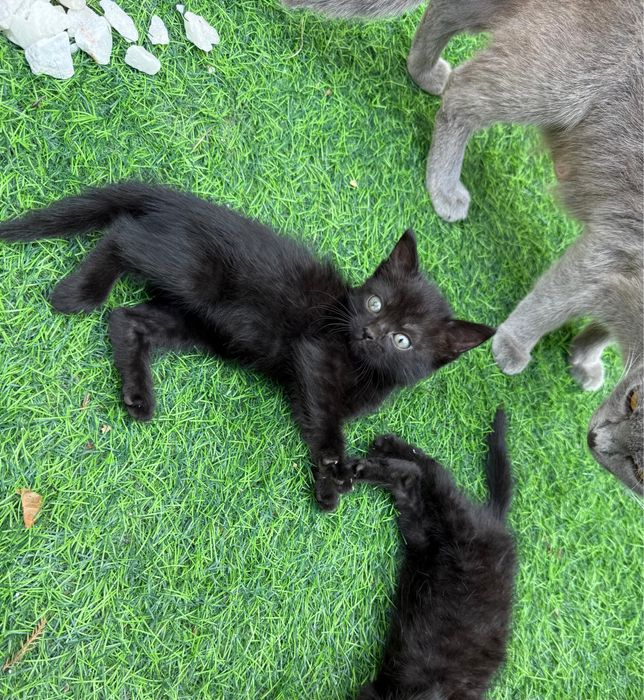 Отдам бесплатно котят