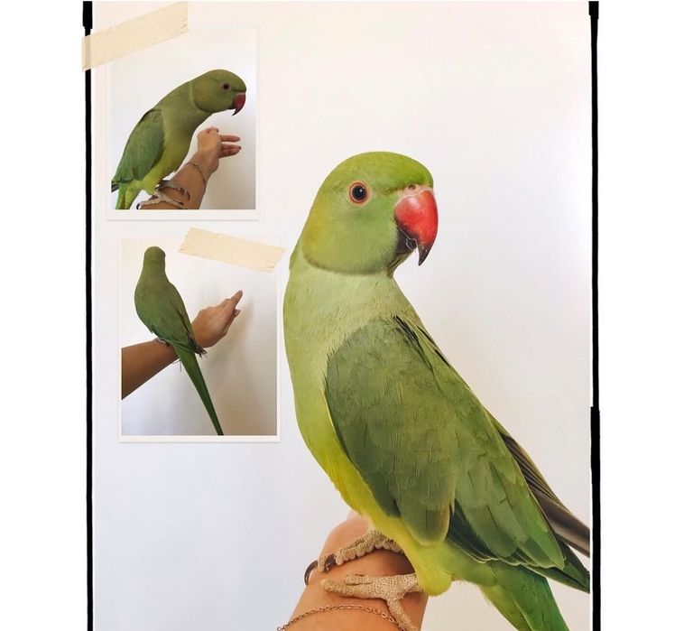 Кореллы ручные птенцы