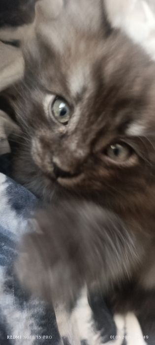 Отдам котёнка в добрые руки.