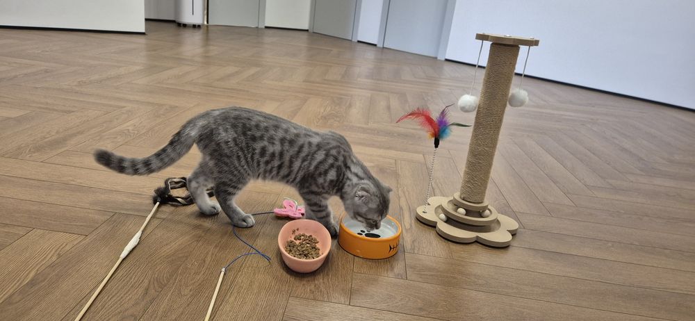 Шотландский вислоухий