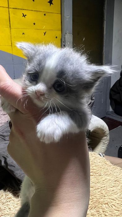 Отдам котят в добрые руки