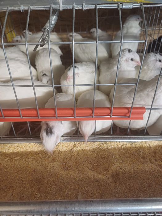 Vând pui de prepeliță