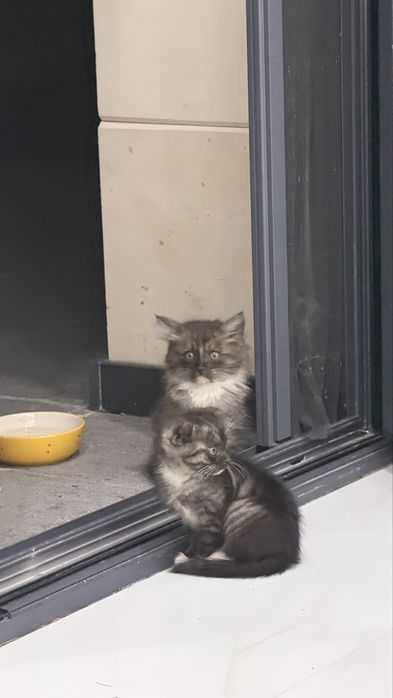 Красивые котята