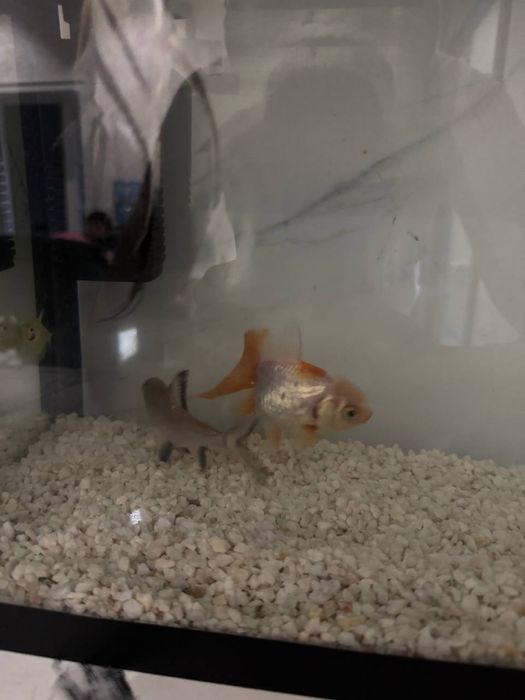 Aranda skalariy Baliqlari sotiladi