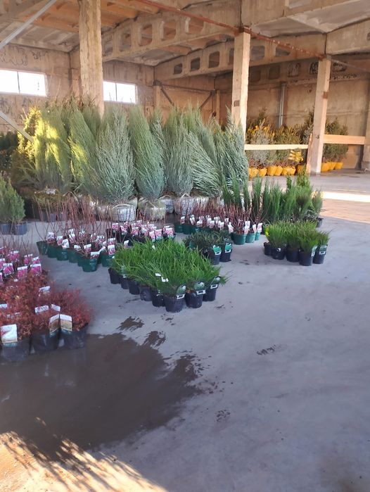 Ель сосна саженцы газон