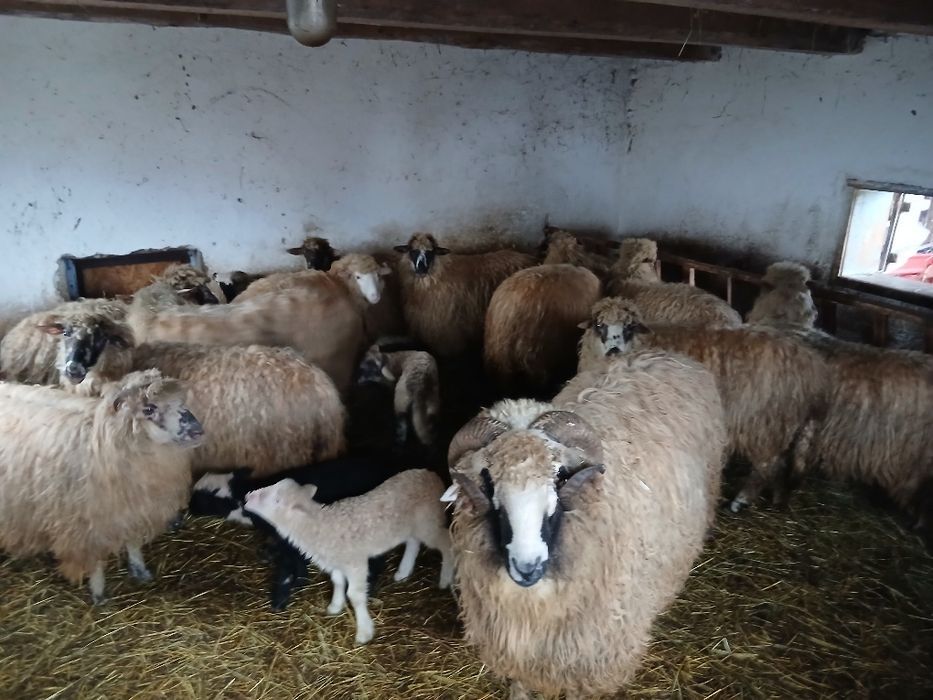 De vânzare oi cu mieluti, si miele