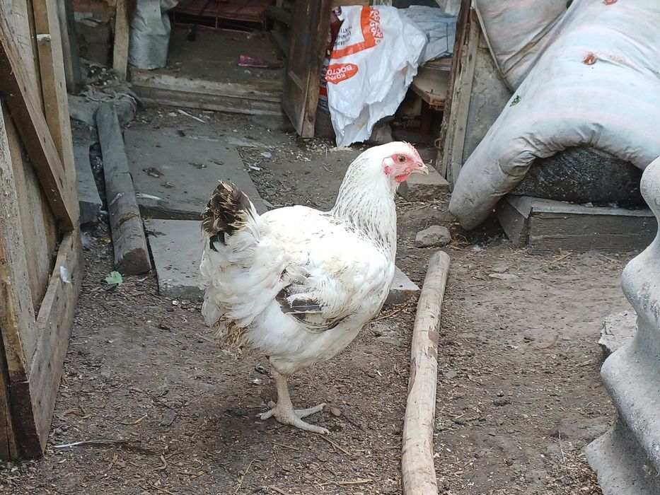 Продам молодых курочек