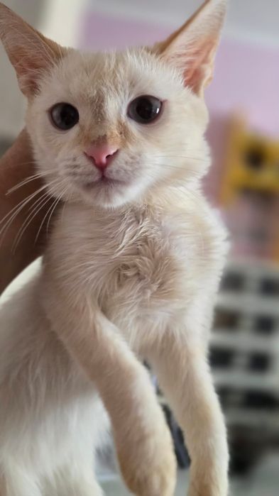 Котенок, мама сиамская кошечка