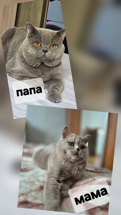 Продаётся британский кш