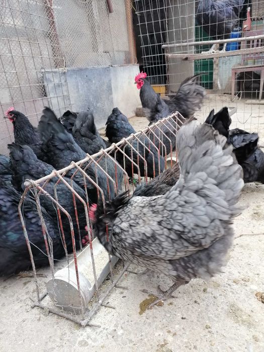 Ouă pentru incubat din rasa austrolop