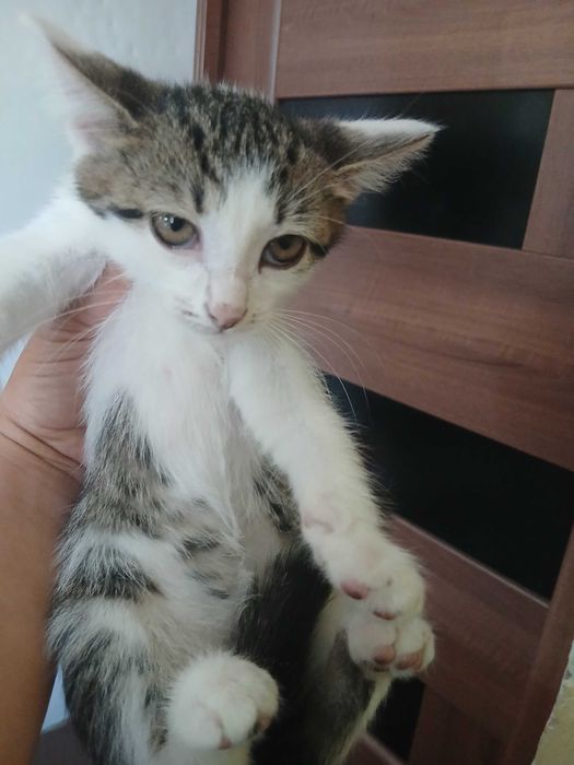 Отдам котят в добрые руки