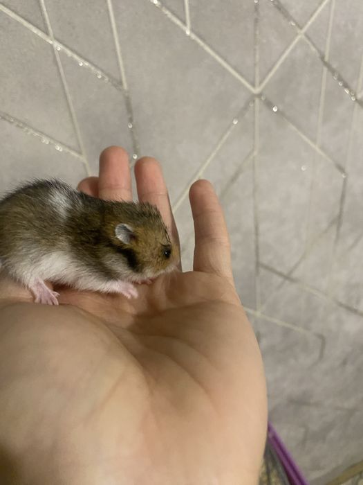 Сирийские хомяки