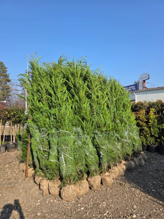 Leylandi chiparos ghiveci sau la balot