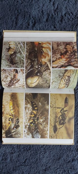 Книга 1986 г.в Животные строят