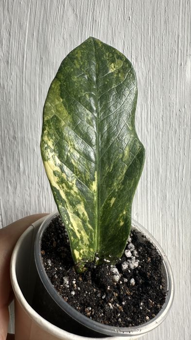 Замиакулькас Long Leaf Variegata – укоренённые листики