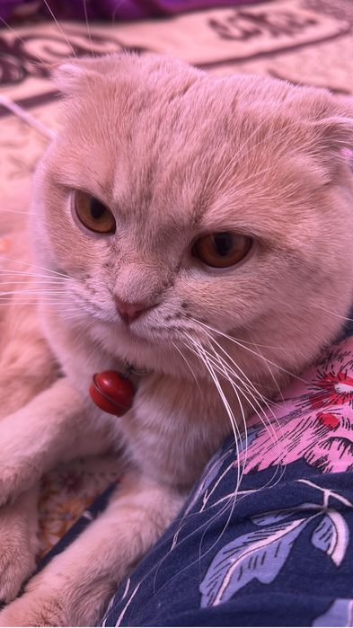 Продается кот старше 6 месяцев