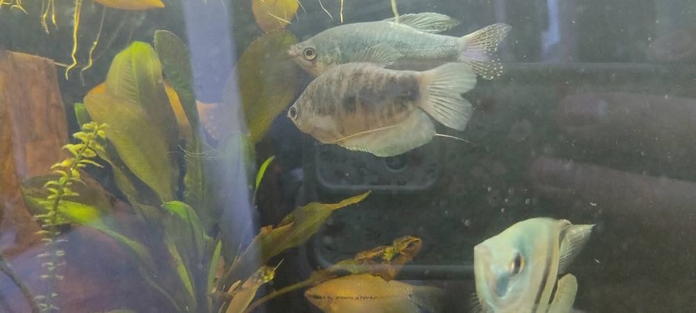 Schimb guramii, 3 pești paradis și un scalar