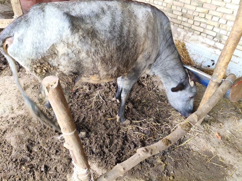 Ona bola sigir sotiladi