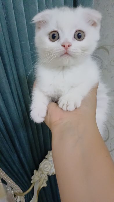 skotish fold 2 oyli qiz mushuk