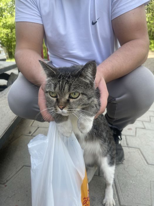 Кошечка в добрые руки