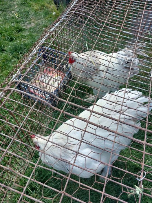 Cocoși brahma 150 de lei bucata