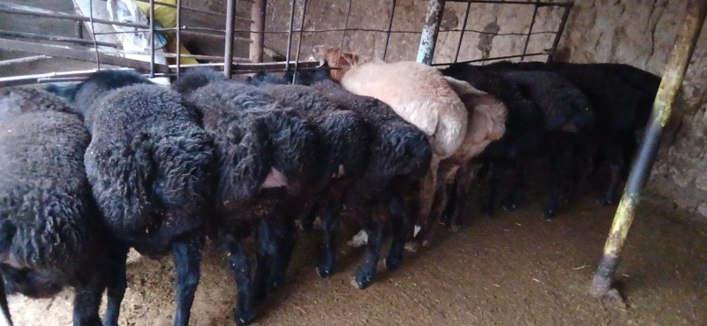 Кузи кучкорлар сотилади