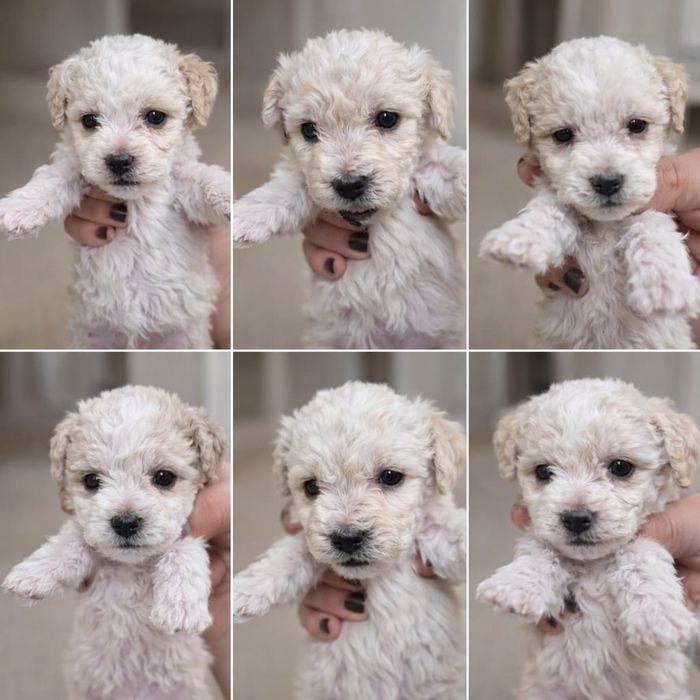 "Donez" 6 cățelusi(5 femele+1 mascul) din rasa Bichon Frise.