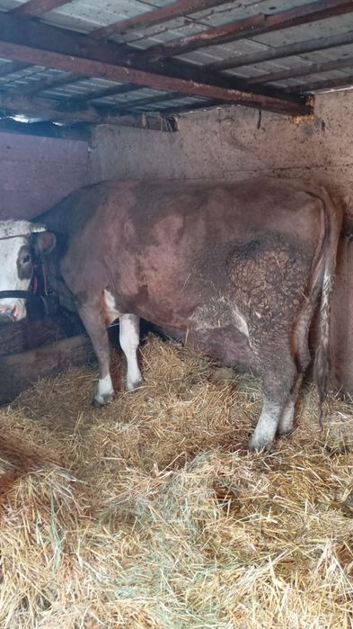 Vind 1 din 2 pe ales