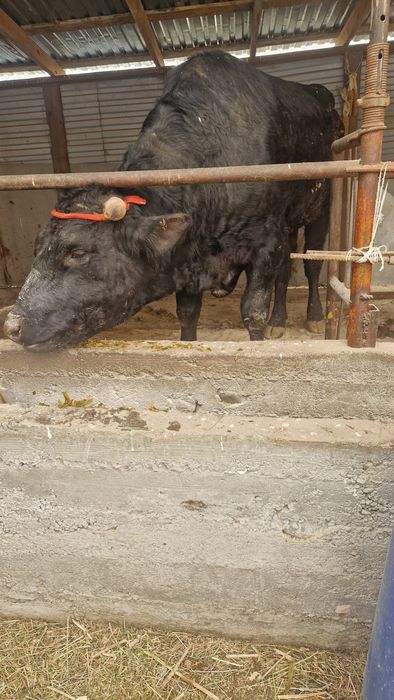 На племя большой бык