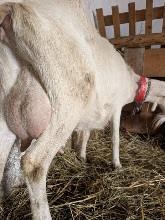 Capre Saanen cu iezi