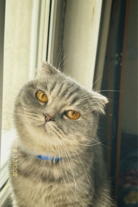 Шотлансдкая кошка