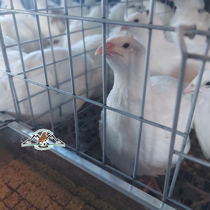 Prepelite oua incubat