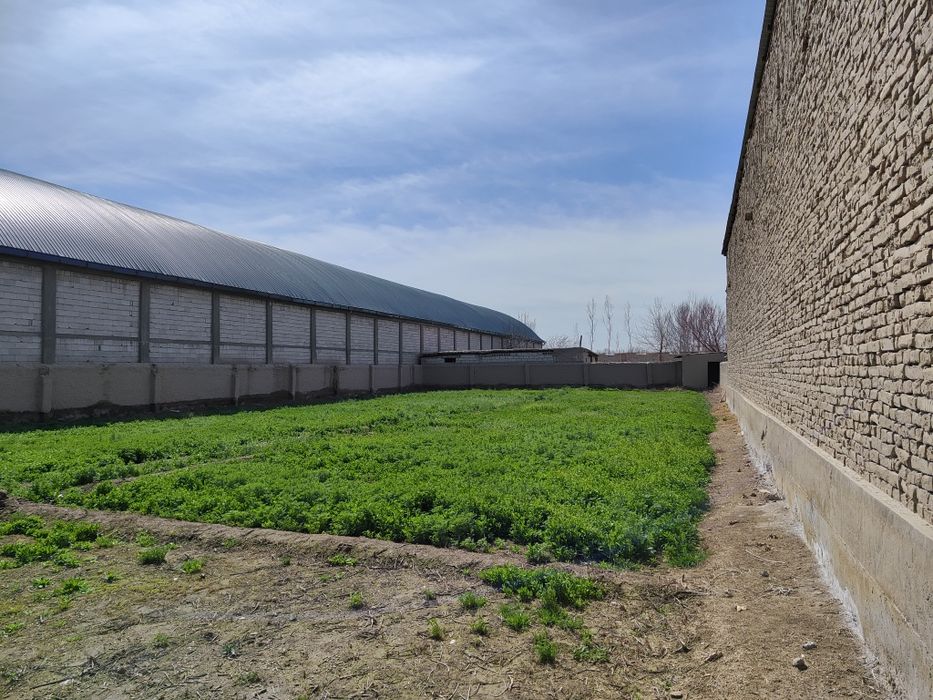 Участка сотилади 12 соток +2 соток кушимчаси бор