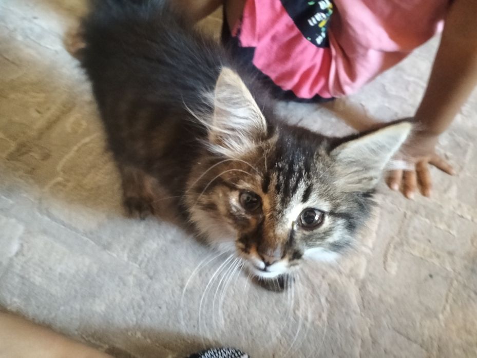 Котенок бесплатно