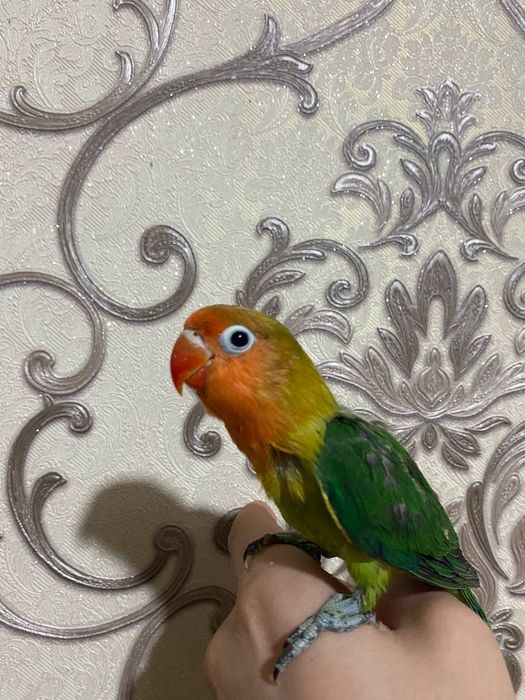 Ruchnoy popugay nerazluchnik