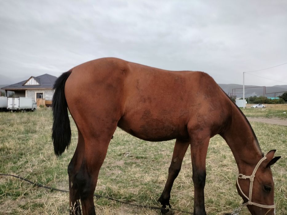 Продам Тай Момын уйретилген да