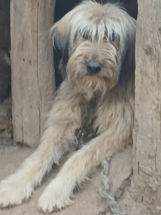 Vnd chine ciobănesc