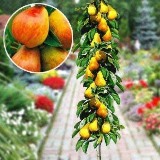 Pomi columati calitatea intai