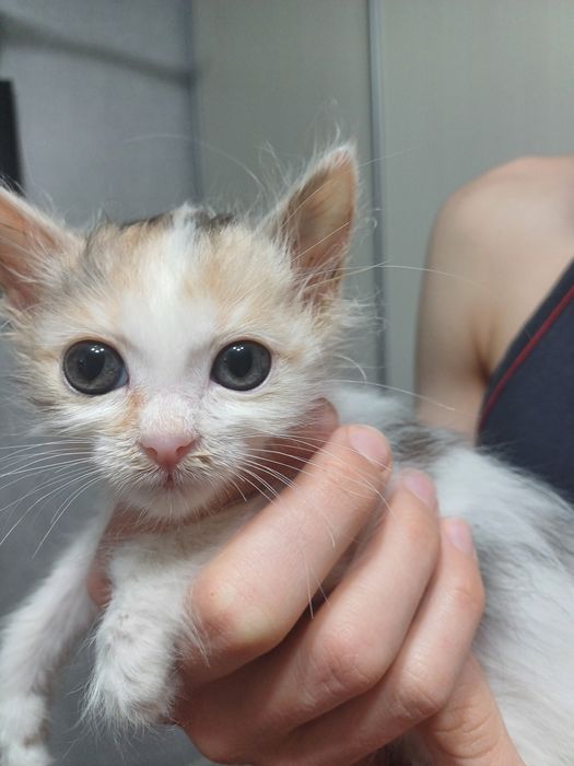 Отдам в добрые  руки  ласковуе девочку