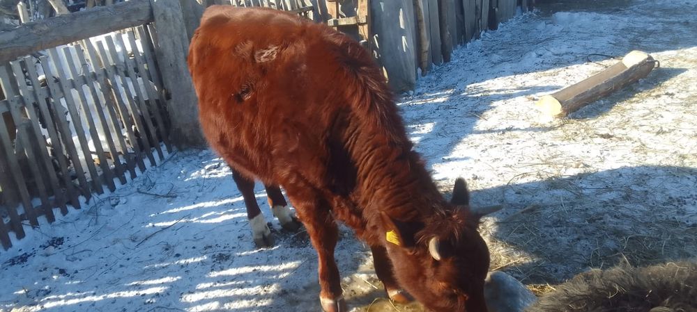 Стельная тёлкааааа