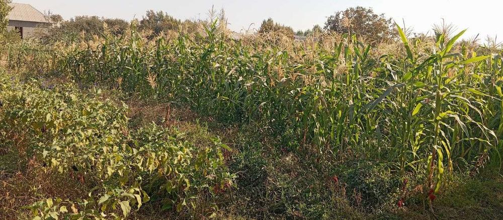 Уй сотилади, яшашга тайёр. 35 сотх