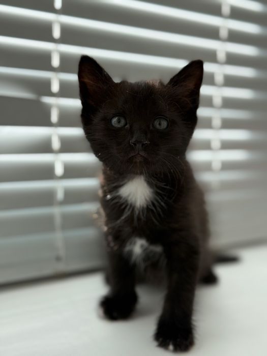 Отдам котят 1,5 месяца