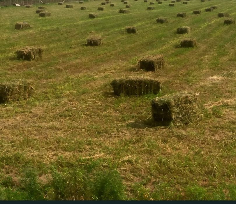 Baloți de lucernă
