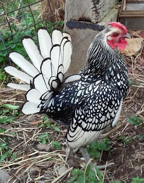 Gaini  pitice Sebright aurii si argintii